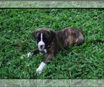 Puppy Puppy 1 Boxer