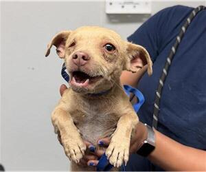 Chihuahua Dogs for adoption in Bakersfield, CA, USA