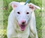 Small #3 Labrador Retriever Mix