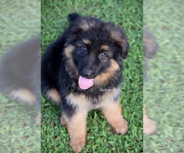 Medium Photo #3 German Shepherd Dog Puppy For Sale in MORRILTON, AR, USA