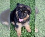 Small #2 German Shepherd Dog