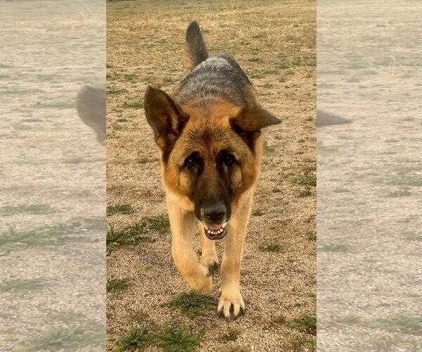 Medium Photo #1 German Shepherd Dog Puppy For Sale in Lancaster, CA, USA