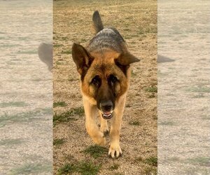 German Shepherd Dog Dogs for adoption in Lancaster, CA, USA