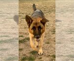 Small German Shepherd Dog