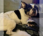Small #3 French Bulldog