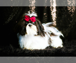Small Shih Tzu