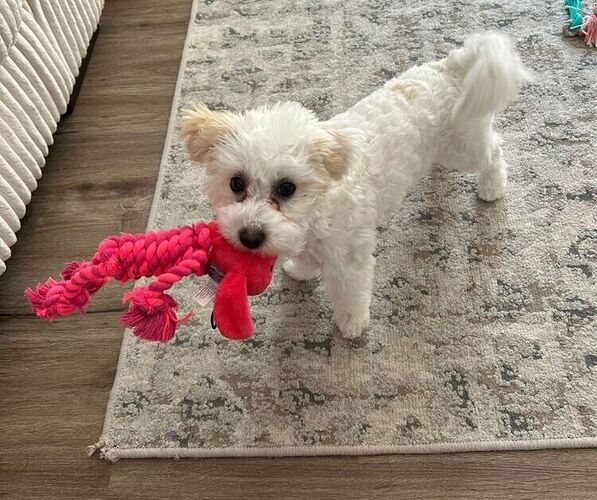 Medium Photo #3 Poochon Puppy For Sale in WORCESTER, MA, USA