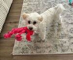 Small #2 Poochon