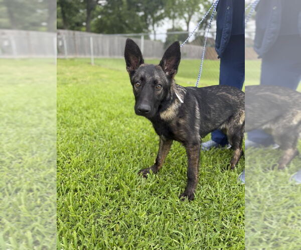 Medium Photo #1 German Shepherd Dog-Unknown Mix Puppy For Sale in Imlay City, MI, USA