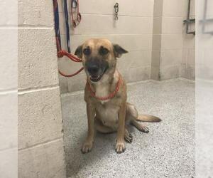 German Shepherd Dog-Unknown Mix Dogs for adoption in Conroe, TX, USA