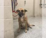 SYLVIE - Female German Shepherd Dog-Unknown Mix Dog for Adoption - Small photo