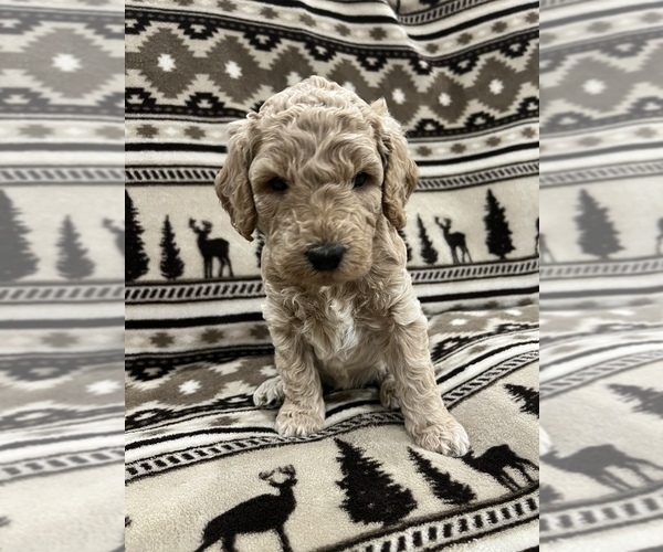 Medium Photo #7 Goldendoodle Puppy For Sale in LOWVILLE, NY, USA