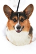 Small Photo #1 Welsh Cardigan Corgi Puppy For Sale in MILWAUKEE, WI, USA