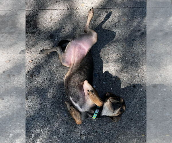 Medium Photo #2 Chihuahua-Unknown Mix Puppy For Sale in Salt Lake City, UT, USA