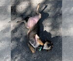 Small #1 Chihuahua Mix