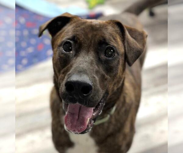 Medium Photo #5 Shepradors Puppy For Sale in Yardley, PA, USA