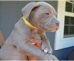Small #4 American Bully