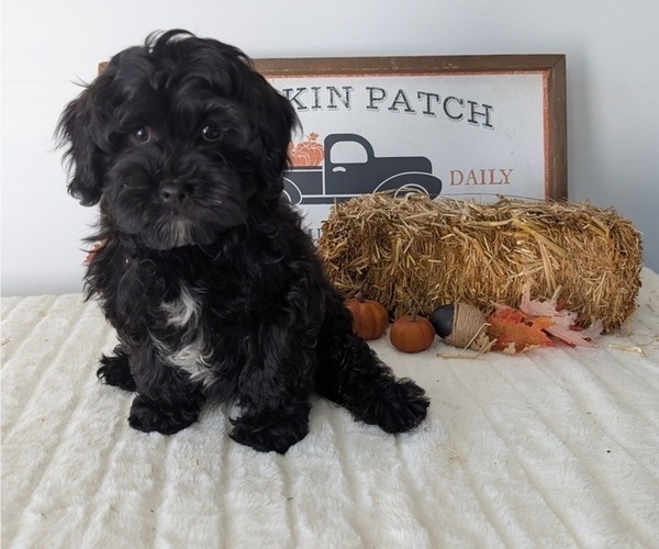 Medium Photo #61 ShihPoo Puppy For Sale in GOSHEN, IN, USA
