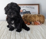 Small Photo #61 ShihPoo Puppy For Sale in GOSHEN, IN, USA