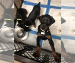 Small Photo #8 Doberman Pinscher Puppy For Sale in LINCOLN PARK, MI, USA