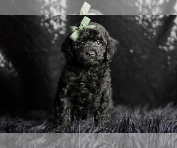 Medium Photo #2 Poodle (Miniature) Puppy For Sale in WARSAW, IN, USA