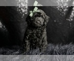 Small Photo #2 Poodle (Miniature) Puppy For Sale in WARSAW, IN, USA