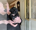 Small #1 Shih Tzu