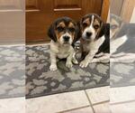 Small #15 Beagle