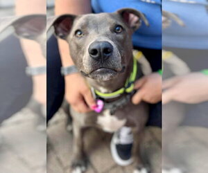 American Pit Bull Terrier-Unknown Mix Dogs for adoption in Minneapolis, MN, USA