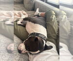 Small #1 American Pit Bull Terrier-American Staffordshire Terrier Mix