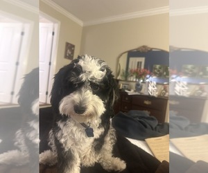 Mother of the Bernedoodle (Miniature) puppies born on 08/04/2026