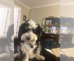 Small Photo #1 Bernedoodle (Miniature) Puppy For Sale in SAN JOSE, CA, USA