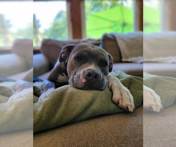 Medium Photo #3 Mutt Puppy For Sale in Wenonah, NJ, USA