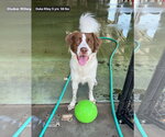 Small Brittany-Colonial Cocker Spaniel Mix