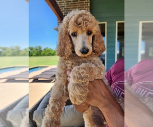 Poodle (Standard) Puppy for Sale in SANGER, Texas USA