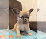 Small #2 French Bulldog