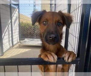 Mutt Dogs for adoption in Chula Vista, CA, USA