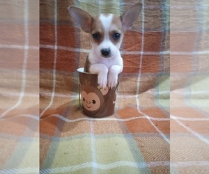 Chihuahua Puppy for sale in DAYTONA BEACH, FL, USA