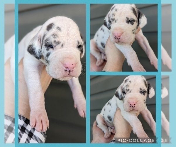 Medium Photo #3 Great Dane Puppy For Sale in GREENVILLE, NC, USA