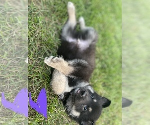 Alaskan Malamute-Belgian Malinois Mix Puppy for sale in KANSAS CITY, MO, USA