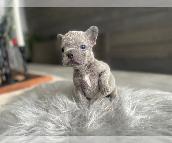 Medium Photo #19 French Bulldog Puppy For Sale in EASTVALE, CA, USA