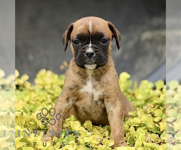 Medium Photo #4 Boxer Puppy For Sale in GORDONVILLE, PA, USA