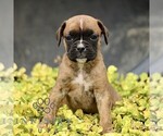 Small #3 Boxer