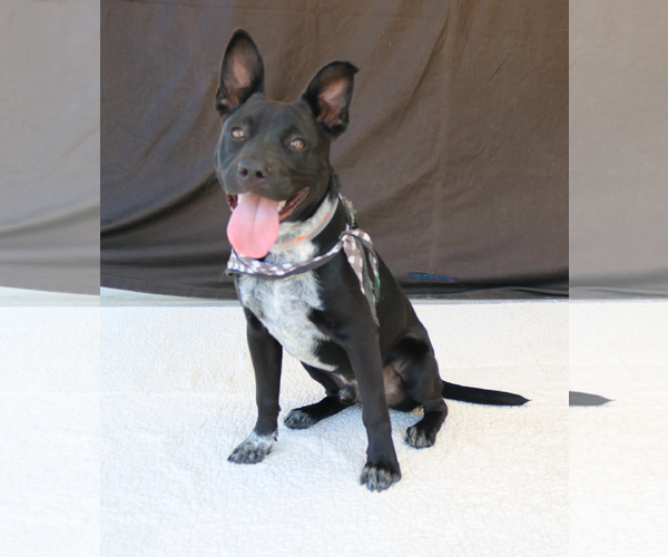 Medium Photo #1 American Pit Bull Terrier-Unknown Mix Puppy For Sale in Pasadena, CA, USA