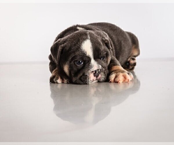 Medium Photo #4 Bulldog Puppy For Sale in PALM BEACH, FL, USA