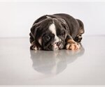 Small Photo #4 Bulldog Puppy For Sale in PALM BEACH, FL, USA
