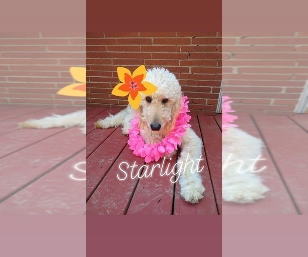 Medium Photo #1 Goldendoodle Puppy For Sale in ZEBULON, NC, USA