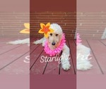 Small Photo #1 Goldendoodle Puppy For Sale in ZEBULON, NC, USA