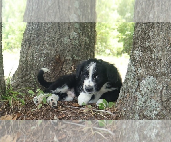Medium Photo #15 Aussiedoodle Puppy For Sale in CONWAY, SC, USA