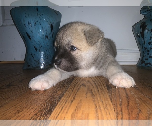 Medium Photo #10 Akita Puppy For Sale in UNION CITY, GA, USA